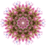 Wildflower Kaleidoscope Favicon 