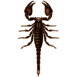Basic Scorpion Favicon 