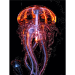 Bioluminescent Jellyfish Favicon 