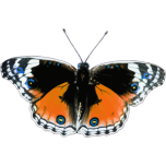 Butterfly Favicon 