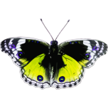  Butterfly    Favicon Preview 