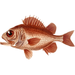 Cardinal Soldierfish Favicon 