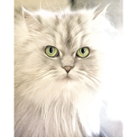 Cat Portrait Painting Favicon 