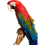 Colorful Parrot Favicon 