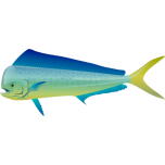Dolphinfish Favicon 