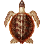 Green Sea Turtle Favicon 