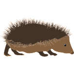 Hedgehog Favicon 