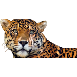 Jaguar Cat Favicon 