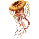 Jellyfish Favicon 