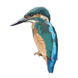 Kingfisher Favicon 