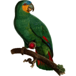 Parrot Favicon 