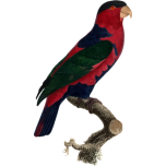 Parrot Favicon 