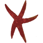 Sea Star Favicon 