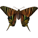 Urania Moth Favicon 