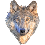 Wolf Head Favicon 