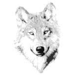 Wolf Portrait Drawing Favicon 
