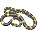 Yellow And Black Snake Favicon 