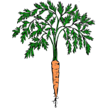 Orange Carrot Favicon 
