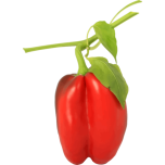 Red Pepper Favicon 