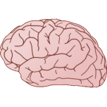 Brain Exterior Side View Favicon 