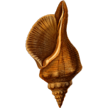 Horse Conch Favicon 