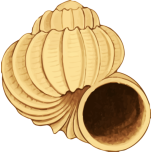 Sea Shell Favicon 