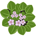 African Violets Favicon 