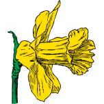 Daffodil Favicon 