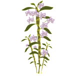 Dendrobium Favicon 