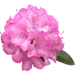 Rhododendron Flower Favicon 
