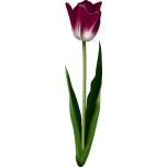 Tulip Favicon 