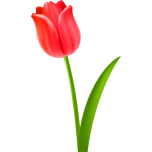 Tulip Favicon 