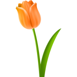 Tulip  Colour Favicon 