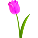 Tulip  Colour Favicon 