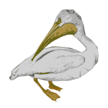 American White Pelican Favicon 