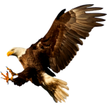 Eagle Favicon 
