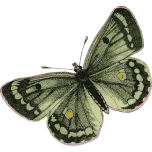 Green Butterfly Favicon 