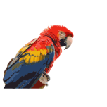 Scarlet Macaw Favicon 