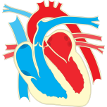 Heart Diagram Favicon 