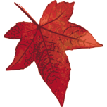 Red Maple Leaf Favicon 