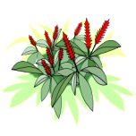 Alpinia Purpurata Favicon 
