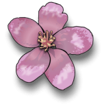 Apple Blossom Favicon 