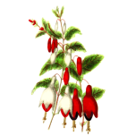 Fuchsia Favicon 
